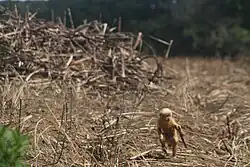 A blond capuchin monkey (Sapajus flavius) runs across a dry sugarcane field, clutching a stalk of sugarcane in one hand. Behind it, a large pile of harvested sugarcane dominates the background. The scene captures a moment of opportunistic foraging behavior, highlighting the species' adaptability in fragmented and human-influenced landscapes.