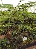 Plant exhibit, 2017