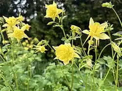 Flowering Aquilegia hinckleyana