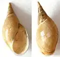 Typical shell