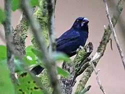 Male in Costa Rica