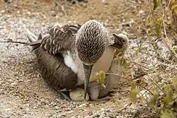 With egg and chick