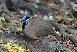 The blue-headed quail-dove (Starnoenas cyanocephala) of Cuba is a relictual species with no close relatives.