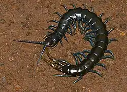 A centipede with a dark blue body on dirt