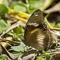 female H. b. nerina Cook Islands
