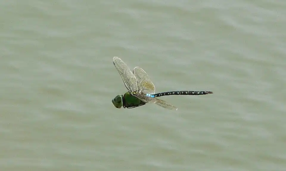 In flight