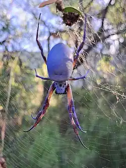 A rare blue Trichonephilla inaurata in NSW.