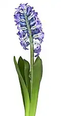 Cross section of Hyacinth orientalis cultivar