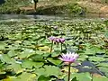 Water lily in the lake