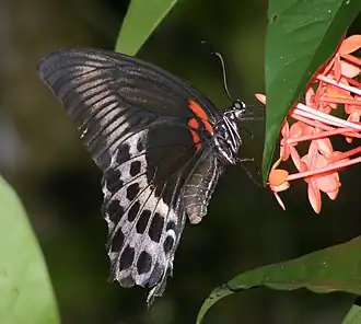 Ventral view