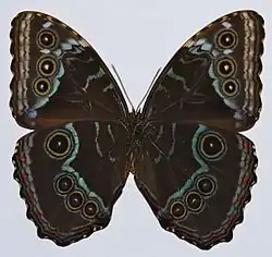 Ventral side of M. peleides