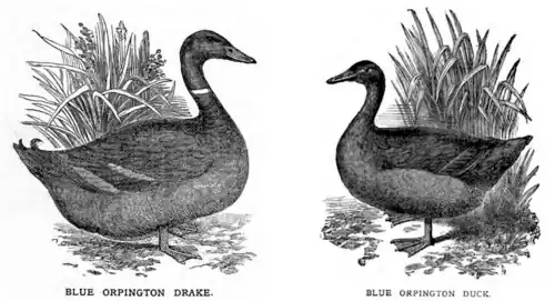 Blue Orpingtons, from William Cook's Poultry Journal, November 1896