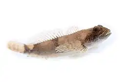 Cottus caeruleomentum