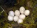Eggs in a nest in England