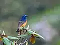 Male at Mailee Thaatch (10,500&nbsp;ft.) in Kullu-Manali District. of Himachal Pradesh, India