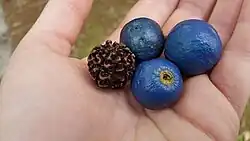 Three fruit and a pyrene—may possibly be E.&nbsp;grandis