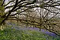 Bluebells on Clent Hill's southern slope