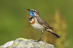 Bluethroat (subspecies Luscinia svecica svecica), Montespluga, Italian Alps