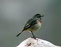 Bluethroat