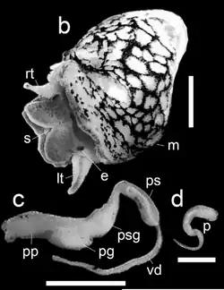 Black-and-white composite image showing the anatomy of Physella acuta. The upper image displays the soft body. The two lower images show the entire male reproductive system (including the preputial gland, prepuce, penis sheath) and a separate photo of the penis.