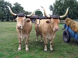 a yoked pair of wheat-coloured oxen with large hors