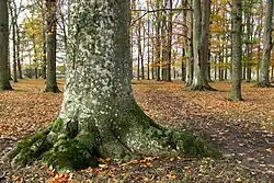 The root crown on a beech tree, in a forest on Nygårds farm, Sweden (1 November, 2008)