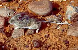 Gray mouse