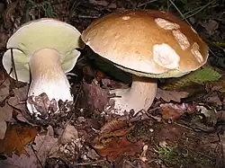 The Cep/Porcino/Penny bun - "King of Mushrooms"