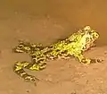 Bombina orientalis