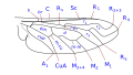 Wing venation type 2 Anthrax