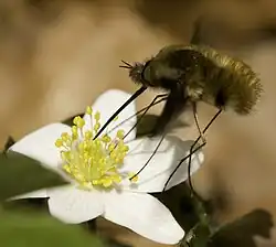 The bee-fly Bombylius major, a Batesian mimic of bees, taking nectar and pollinating a flower