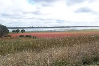 Samphire on the edges of Bool Lagoon in the Hundred of Robertson