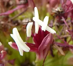 Single bursting flower bud revealing long white anthers