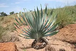Mature leaf fan, showing characteristic distichous phyllotaxis