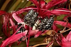 Adults of the scarab beetle Cyrtothyrea testaceoguttata mating on inflorescence