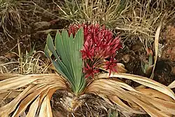 Atypical specimen, showing simultaneously inflorescence, leaves and last year's dead leaves