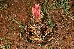 Edgeways view of young inflorescence emerging from bulb charred by bush fire