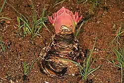 Same bulb, flatways, showing inflorescence sandwiched by broad bracts
