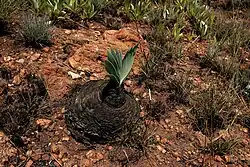 Young leaf fan emerging from bulb charred in brush fire