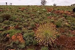 Habit of ripening, tumbleweed-type infructescence