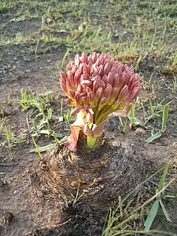 Buds of young inflorescence having emerged from enclosing bracts