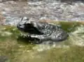 Booroolong frog