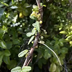 The climber Boquila trifoliolata hides from herbivores by varying its leaf shape to resemble the plant it is climbing on.[1]