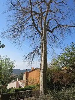 Leafless in winter