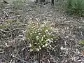 Boronia microphylla in the Torrington State Conservation Area