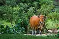 Banteng