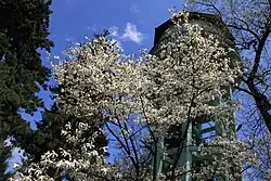 Flowering trees near the Water Tower