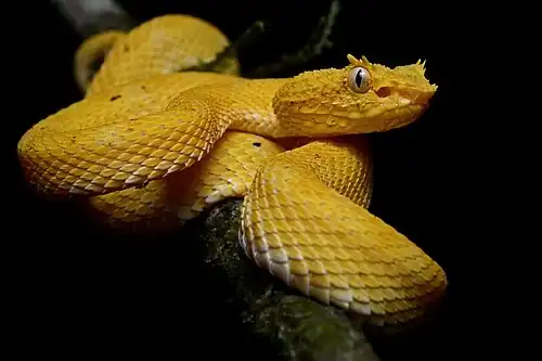 Bothriechis nigroadspersus