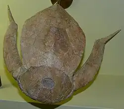 Fossil of Bothriolepis panderi, an antiarch placoderm showing its caliper-like pectoral fins