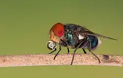 Image 62Numerous species of Calliphoridae or blow fly commonly known as Green bottle fly are found in Bangladesh. The pictured specimen was photographed at Baldha Garden, Dhaka. Photo Credit: Azim Khan Ronnie